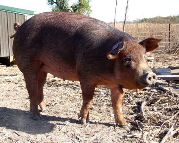 Red-Wattle-sow-600x480-1